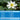 API Pond Stress Coat Pond Water Conditioner 16 oz. Bottle API