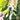 Nylabone Power Play Tennis Teddy Gripz Bear Dog Toy, Medium Nylabone