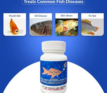 Fish Infection Treatment at Home: When to Use Antibiotics and What's Safe