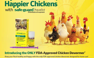 Safe-Guard AquaSol Chicken Dewormer: FDA Approved with Only 5-Day Egg Withdrawal
