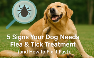 5 Signs Your Dog Needs Flea & Tick Treatment