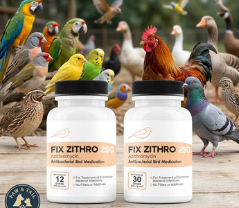 Understanding Azithromycin in Avian Health Management