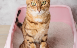 Clumping vs. Non-Clumping Cat Litter