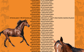 How Old Is Your Horse In Human Years?