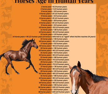 How Old Is Your Horse In Human Years?