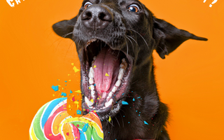 Can My Dog Eat My Halloween Candy?
