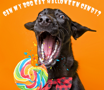 Can My Dog Eat My Halloween Candy?