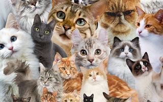 What Breed Of Cat Should My Family Get?