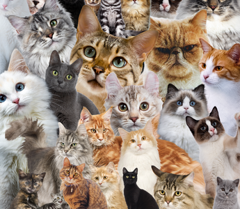 What Breed Of Cat Should My Family Get?