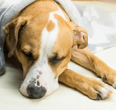 Dogs and Vomiting - Piccard Pet Supplies