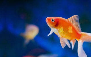 Fish Mox (Amoxicillin for Fish): What It Is, Uses, and Safe Alternatives