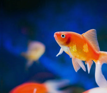 Fish Mox (Amoxicillin for Fish): What It Is, Uses, and Safe Alternatives