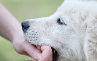 Puppy Bitting - Piccard Pet Supplies