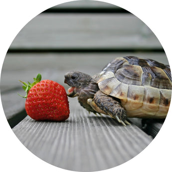 Turtle Foods | Piccard Pets