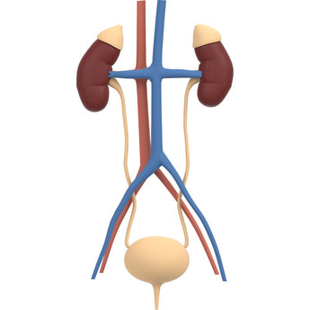 Urinary Health For All Animals