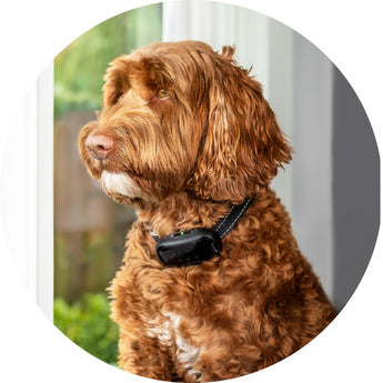 Shop Bark and Training Collars