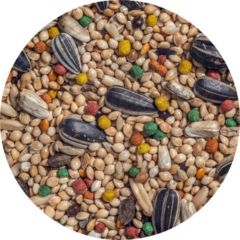 Shop bird food and treats | Piccard Pets