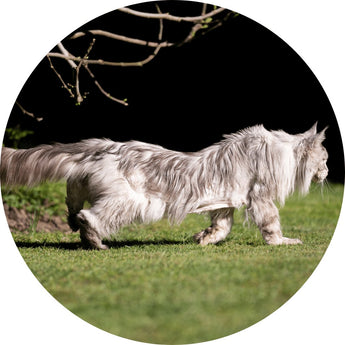 Cat arthritis & pain | Piccardmeds4pets.com