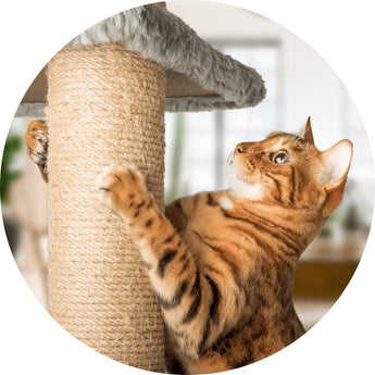 Cat behavior | Piccardmeds4pets.com