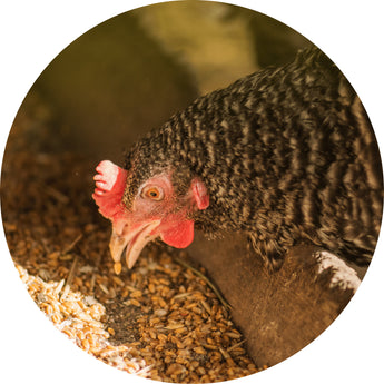 Chicken food | Piccardmeds4pets.com