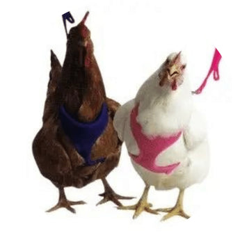 Chicken Harness | Piccardmeds4pets.com