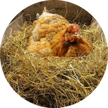 Chicken Nesting boxes | Piccardmeds4pets.com