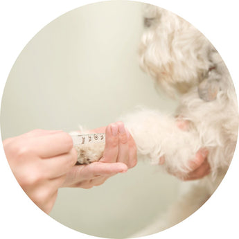Diabetes Supplies | Piccardmeds4pets.com