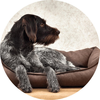 Dog beds | Piccardmeds4pets.com