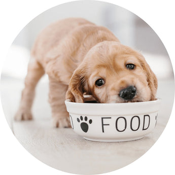Dog Food | Piccardmeds4pets.com