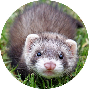 Ferret | Piccardmeds4pets.com