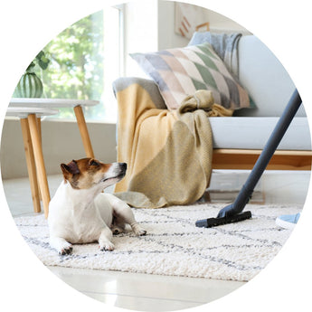 Flea and Tick home | Piccardmeds4pets.com