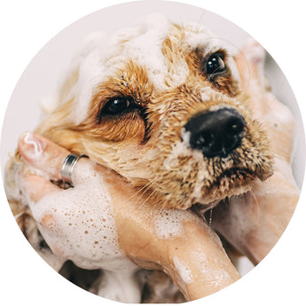 Flea shampoo and spray | Piccardmeds4pets.com