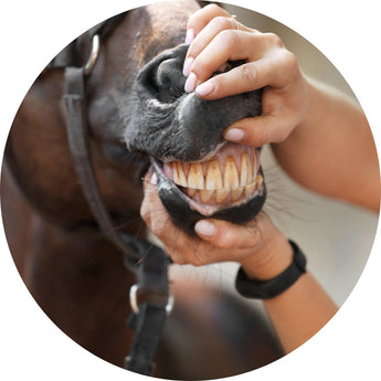 Horse health and wellness | Piccardmeds4pets.com