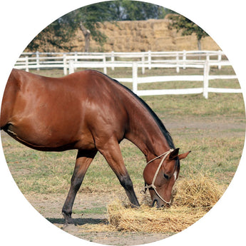 Horse vitamins and supplements | Piccardmeds4pets.com