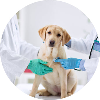 Medical Supplies | Piccardmeds4pets.com