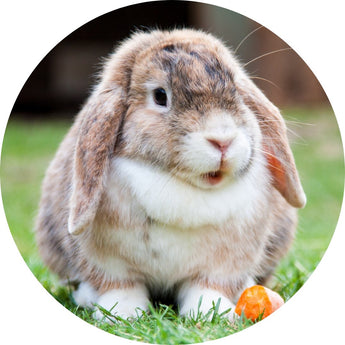 Rabbits | Piccardmeds4pets.com