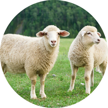 Sheep supplies | Piccardmeds4pets.com