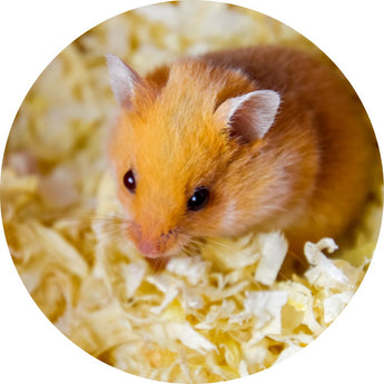 small pet bedding and litter | Piccardmeds4pets.com