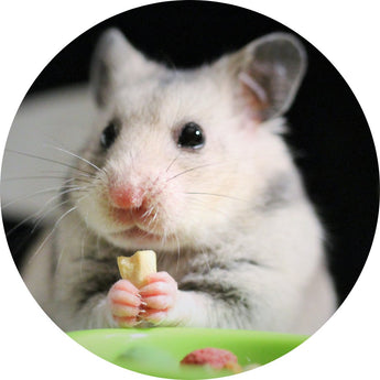 Small pet food | Piccardmeds4pets.com