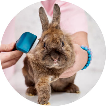 Small pet Grooming & Health | Piccardmeds4pets.com