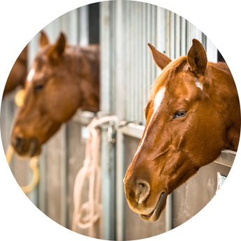 Stable supplies | Piccardmeds4pets.com