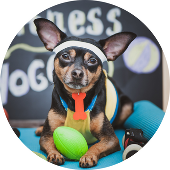 StrongFlex By Piccard Pets