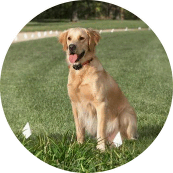 Underground Fencing | Piccardmeds4pets.com