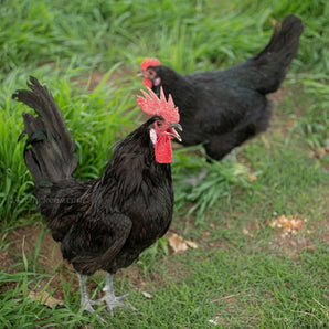 Black American Bresse Chicks - Buy 10 + 5 Bonus Free (Unsexed, Shipping Included)