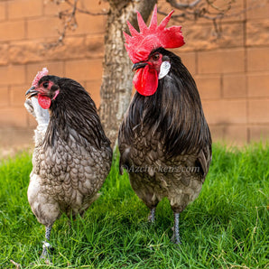 Blue American Bresse Chicks - Buy 10 + 5 Bonus Free (Unsexed, Shipping Included)