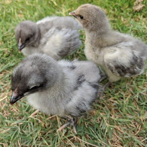 Blue American Bresse Chicks - Buy 10 + 5 Bonus Free (Unsexed, Shipping Included)
