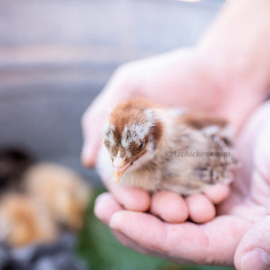 Easter Egger Chicks – Buy 10 + 5 Bonus Free (15 All-Female, Shipping Included)