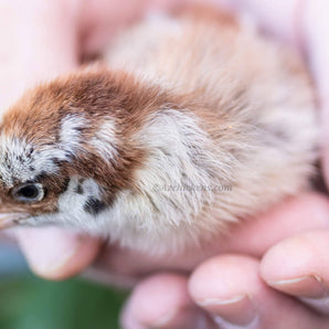 Easter Egger Chicks – Buy 10 + 5 Bonus Free (15 All-Female, Shipping Included)