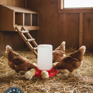 Little Giant 1 Quart Chick Jar & Waterer Base Set Red Baby Poultry Drinker