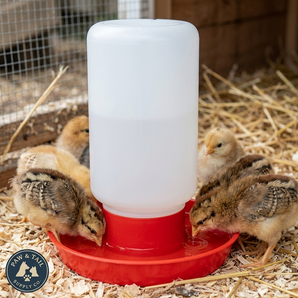 Little Giant Poultry Chicken 1 quart  plastic Waterer Set Red Replacement